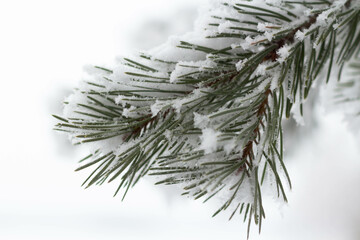 Spruce branch in the snow