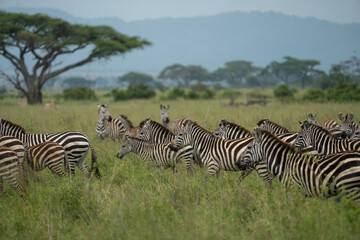 Fototapeta na wymiar Zebras on the move in Serengeti National Park Tanzania