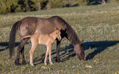 Fototapeta premium Wild Horse Mare and Foal in the Pryor Mountains Montana in Summer