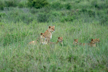 Family of lions hides in the tall grass, watching their prey as they hunt