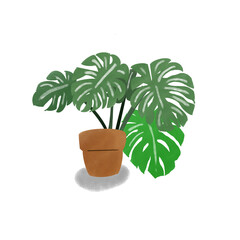 plant in pot