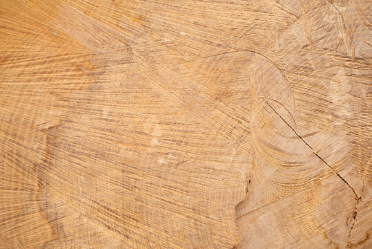 Closeup view of end cut wood tree section