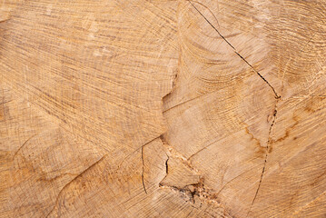 Natural wood background. Cross section of log.