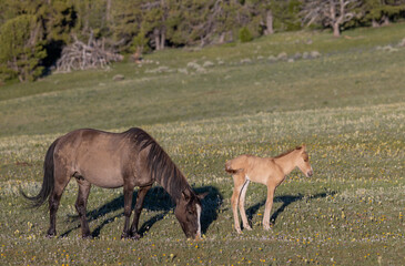 Wild Horse Mare and Foal in the Pryor Mountains Montana in Summer