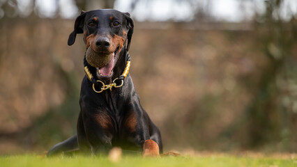 Pure Canine Bliss: Happy Doberman Captivating with Tennis Ball