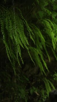 Forest Jungle Trees River Green Plants Amazon Rain Forest Amazonia 