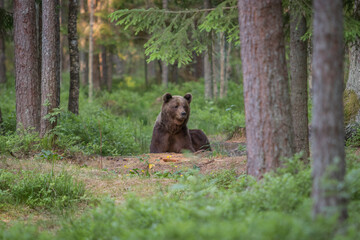 Obraz na płótnie Canvas A lone wild brown bear also known as a grizzly bear (Ursus arctos) in Estonia curious and on edge after hearing a noise in deeper into the forest that's caught his attention 