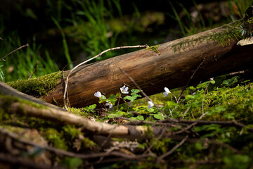 small flowers in the forest and calm mood