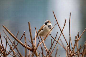 sparrow sitting on the branch