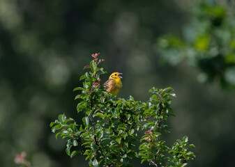 Gelbe Goldammer bei einem Sonnenuntergang