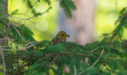 Gelbe Goldammer bei einem Sonnenuntergang