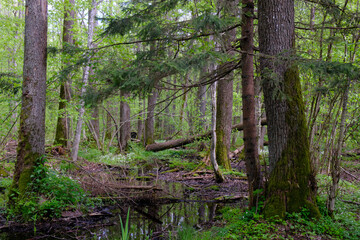 Fototapeta premium Rich deciduous forest with flowing water