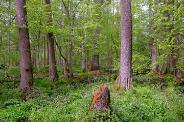 Rich deciduous forest with alder trees