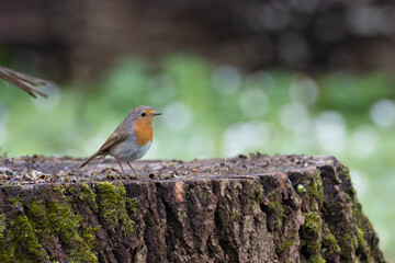 European robin (Erithacus rubecula) sitting