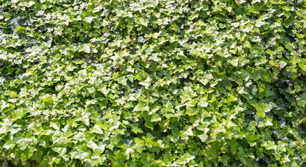 Fototapeta na wymiar Lush Green Ivy Texture Background, Green Hedge, Wall of Hedera Helix, Creeper Foliage Pattern, Ivy Carpet