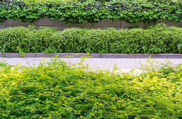 Green Hedge Texture Background, Leaves Wallpaper, Foliage Pattern, Green Plant Wall Mockup