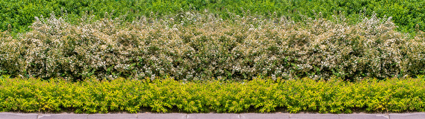 Green Hedge Texture Background, Leaves Wallpaper, Foliage Pattern, Green Plant Wall Mockup