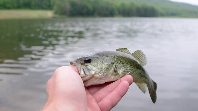 small summer catch catch, holding fish by its mouth