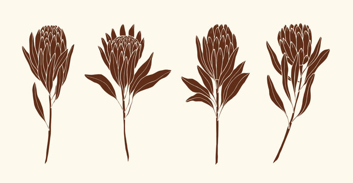 Collection of hand drawn protea flowers	