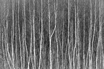 Monochrome image of birch trees. - 614508017