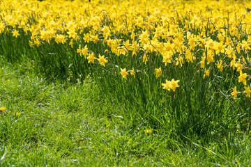 Obraz premium Daffodils Flowers Closeup, Yellow Narcissus, Early Spring Flowers with Selective Focus, Macro Photo Tulip Petals