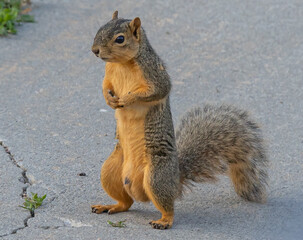 squirrel in the park