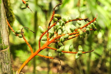 Bamboo palm fruit on branch. Exotic plants and fruits