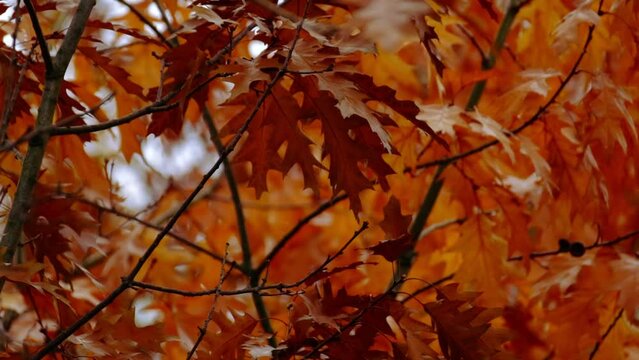 orange, yellow, golden oak foliage, Quercus palustris flutter in wind, leaves break away from branches, fall downt, autumn season, good weather, natural, environmental concept, banner for designer