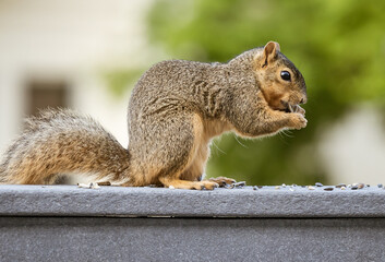 squirrel in the park