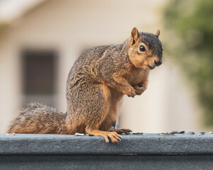 squirrel in the park