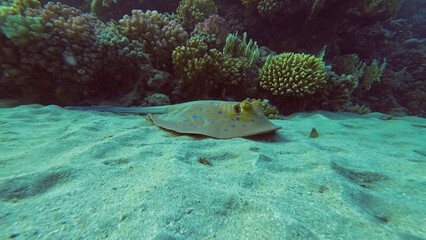 Blue spotted Stingray or Bluespotted Ribbontail Ray (Taeniura lymma) near coral reef, Red sea, Egypt