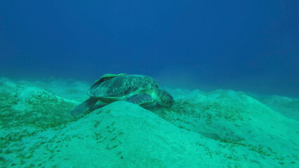 Wide-angle shot of Sea turtle grazing on the seaseabed, slow motion. Great Green Sea Turtle (Chelonia mydas) eating green algae on seagrass meadow, Red sea, Egypt