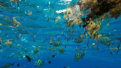 Plastic debris drifts along with scraps of algae on surface of water above the coral reef, tropical...