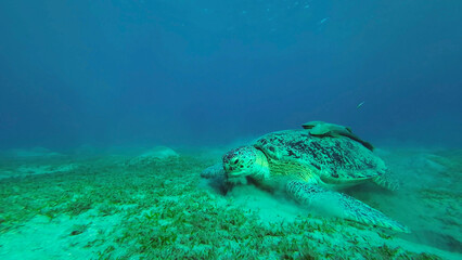 Fototapeta premium Green Sea Turtle (Chelonia mydas) eating Smooth ribbon seagrass (Cymodocea rotundata) on seagrass bed, Red sea, Egypt