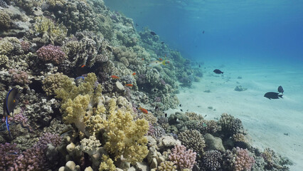 Naklejka na ściany i meble Colorful coral reef with tropical fish on a bright sunny day, Red sea, Egypt