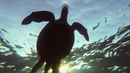 Silhouette of Green Sea Turtle (Chelonia mydas) swims on surface of water in the morning sunbeams at sunrise, Backlight (Contre-jour) Red sea, Egypt
