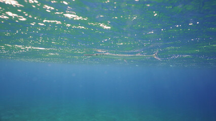 Needlefish swims under storm waves at dawn. Garfish swims under the surface of the water at sunrise in the waves, Red sea, Egypt