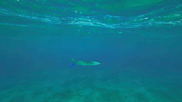 Spotted Halfbeak (Hemiramphus far) swims in the blue water column, Red sea, Egypt