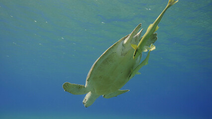 Great Green Sea Turtle (Chelonia mydas) dives down in the blue ocean, Reda sea, Egypt