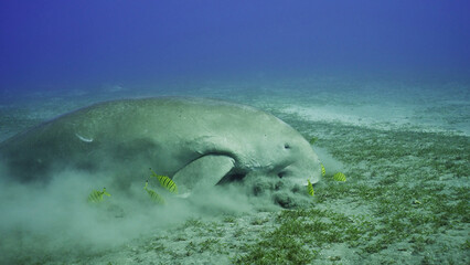 Sea Cow eating algae on seagrass meadow. Dugong (Dugong dugon) accompanied by school of Golden trevally fish (Gnathanodon speciosus) feeding Smooth ribbon seagrass, Red sea, Egypt