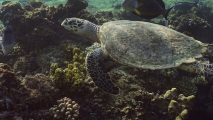Obraz premium Hawksbill Sea Turtle or Bissa (Eretmochelys imbricata) swims over top of coral reef, Red sea, Egypt