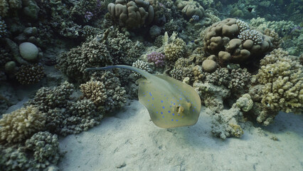 Blue spotted Stingray or Bluespotted Ribbontail Ray (Taeniura lymma) swim over coral reef above seabed in sunrays, Red sea, Egypt