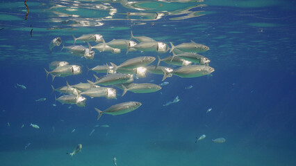 Group of Mackerel fish with open mouth swim under surface in blue water. Shoal of Indian Mackerel...