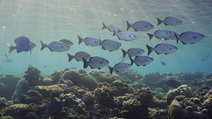 Fototapeta premium School fishes underwater sun beams and sun shine calming and relaxing ocean scenery backgrounds. Shoal of juvenile Brassy Chub (Kyphosus vaigiensis) swims in sunbeams in morning, Red sea, Egypt