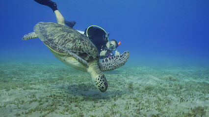 Scubadiver filming Sea Turtle swims down to seabed. Male aquanaut shoots video Green Sea Turtle (Chelonia mydas) dives on seagrass meadow, Red sea, Egypt