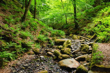 Very green forest path with a riverbed in Yorkshire forest. Path to a waterfall in Middleton-in-Teesdale.