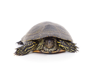 One beautiful turtle.