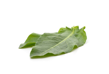 Green bouquet of sorrel.