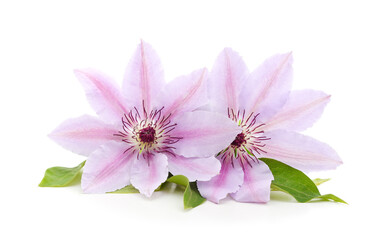 Pink clematis with green leaves.