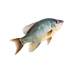 Gourami fish isolated on transparent background